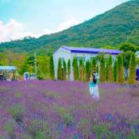 💜[부산, 라벤더팜]에서 인생샷찍는 꿀팁🍯