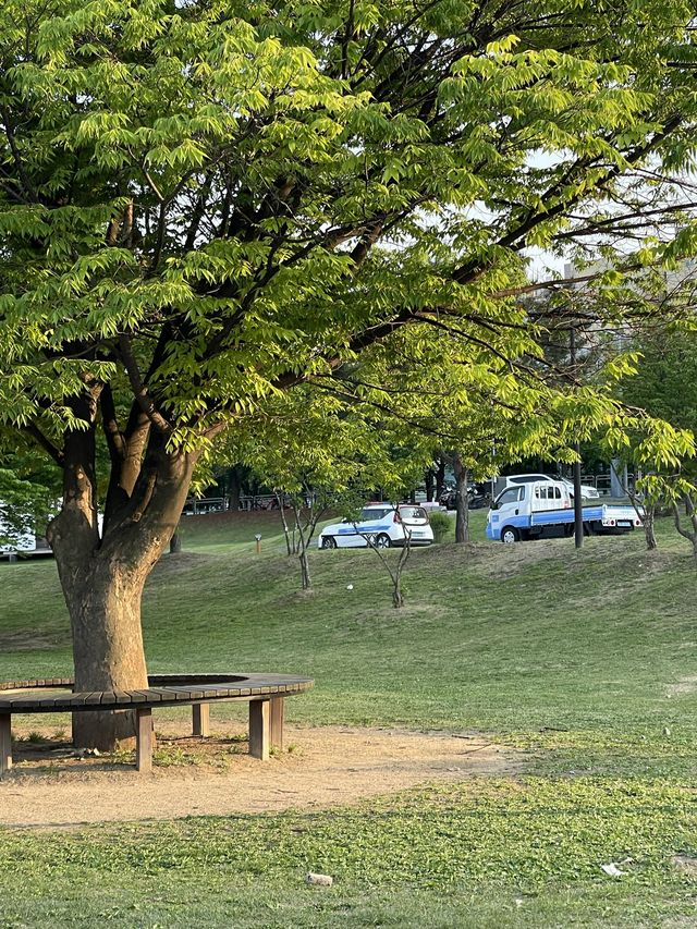 < 서울 여행 > 여의도 한강 공원 피크닉 나들이 🏕️