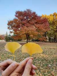 캐나다 느낌 나는 단풍명소🍁