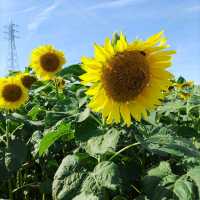 愛知県！秋の花畑でひまわりが満開