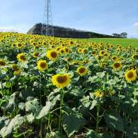 愛知県！秋の花畑でひまわりが満開