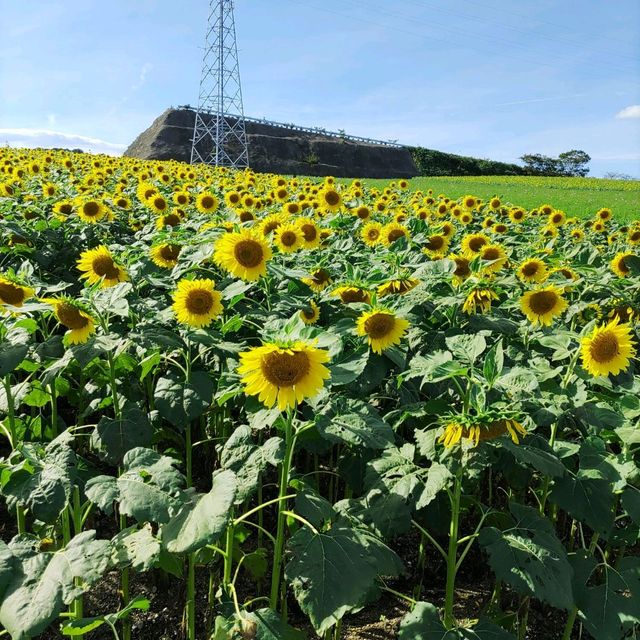 愛知県！秋の花畑でひまわりが満開