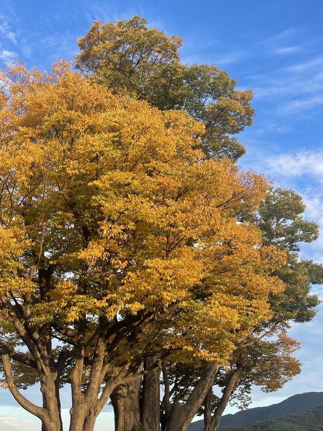 단풍구경하면서 걷기 좋은 두물머리🍂