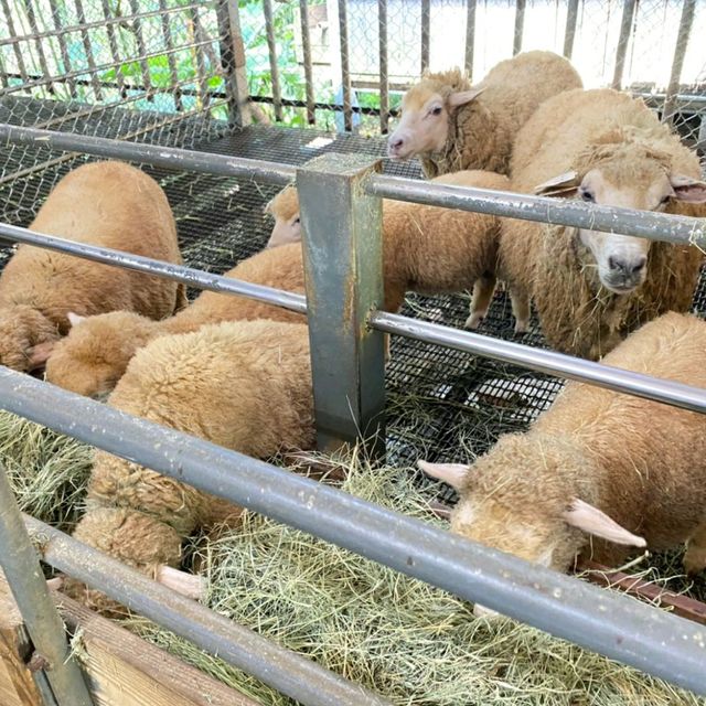 非常棒的住宿體驗【桃園復興】綠光森林民宿