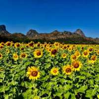 รับลมหนาว ชม “ทุ่งทานตะวัน” บานสะพรั่ง จ.ลพบุรี 