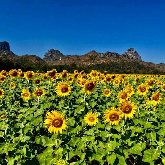รับลมหนาว ชม “ทุ่งทานตะวัน” บานสะพรั่ง จ.ลพบุรี 