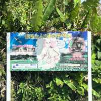 【沖縄・本島】本島でも楽しめるマングローブ林