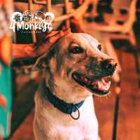 4 monkeys บาร์สุดชีล ณ เกาะสมุย
