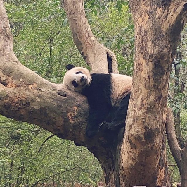 Chengdu Panda Base