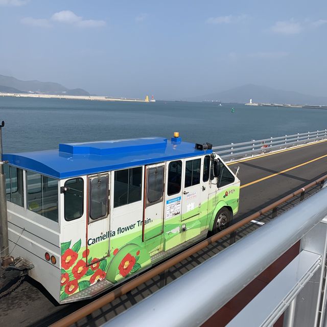 🌊🌺 여수 오동도에서 동백꽃+바다 가득가득 감상하기 🌺🌊
