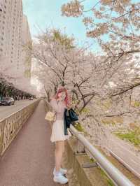 [경기] 서울근교 벚꽃길 명소 안양천🌸