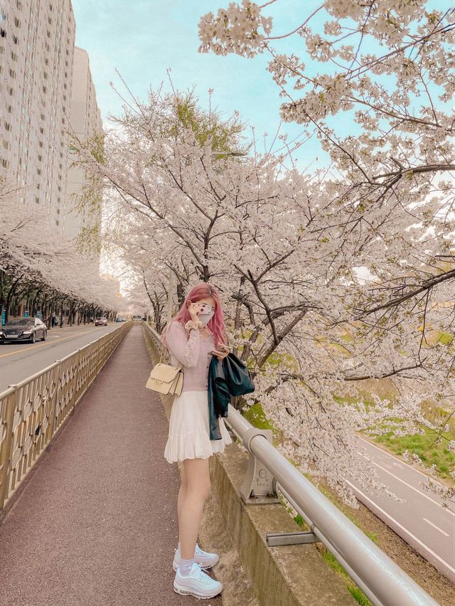 [경기] 서울근교 벚꽃길 명소 안양천🌸