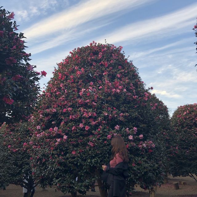 겨울 동백꽃은 제주에서🌺 제주 포토스팟 위미리 동백군락지