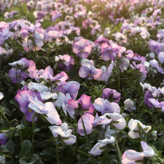 Guting Basketball Courts🚴🏻‍♂️🚴🏻‍♀️古亭河濱公園花海🌸🌼