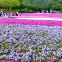 一面の芝桜