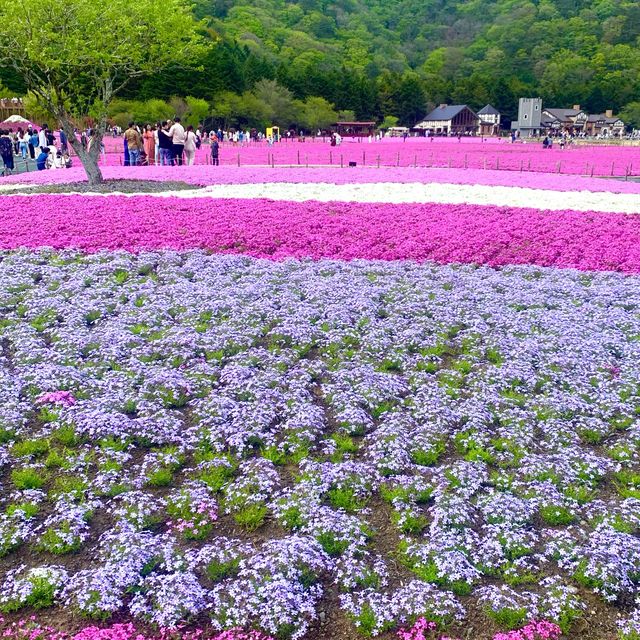 一面の芝桜