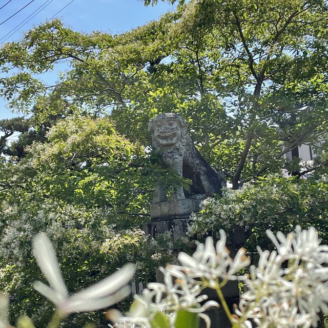 なんじゃもんじゃが満開の5月