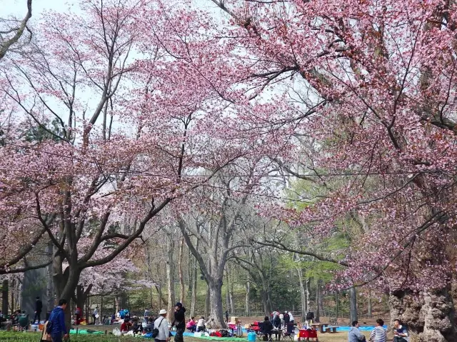 札幌櫻花點—大通公園