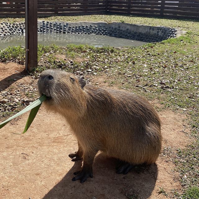 埔心牧場🪵✨可愛療癒動物