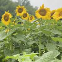 태백 구와우마을 🌻해바라기축제🌻