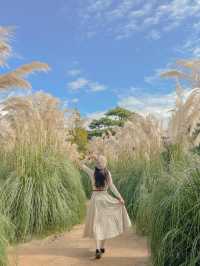 3m 팜파스 보러 태안 청산수목원 가기🌾🌾