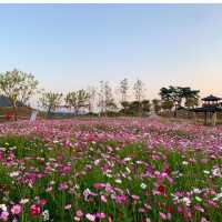 🌸 고하도 ‘코스모스‘ 🌸