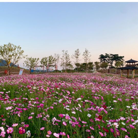 🌸 고하도 ‘코스모스‘ 🌸