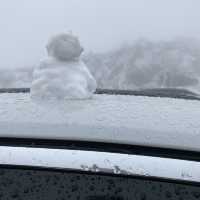 合歡山-武嶺❄️追雪森林❄️