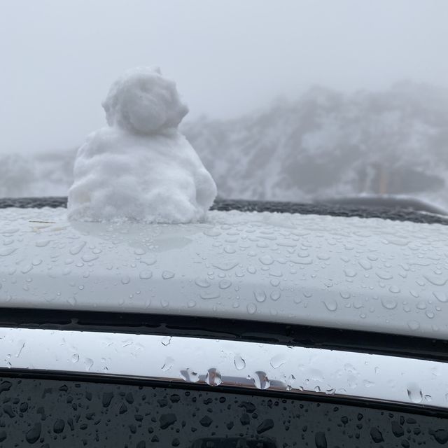 合歡山-武嶺❄️追雪森林❄️