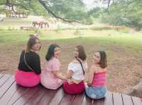 ต้นจามจุรียักษ์ กาญจนบุรี
