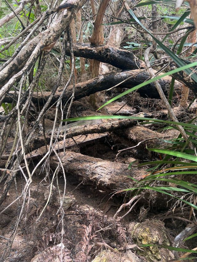 Trees and Twigs @ Yanchep National Park! 🫣🤩