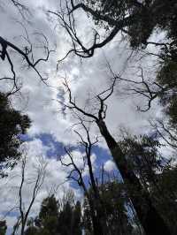 Trees and Twigs @ Yanchep National Park! 🫣🤩