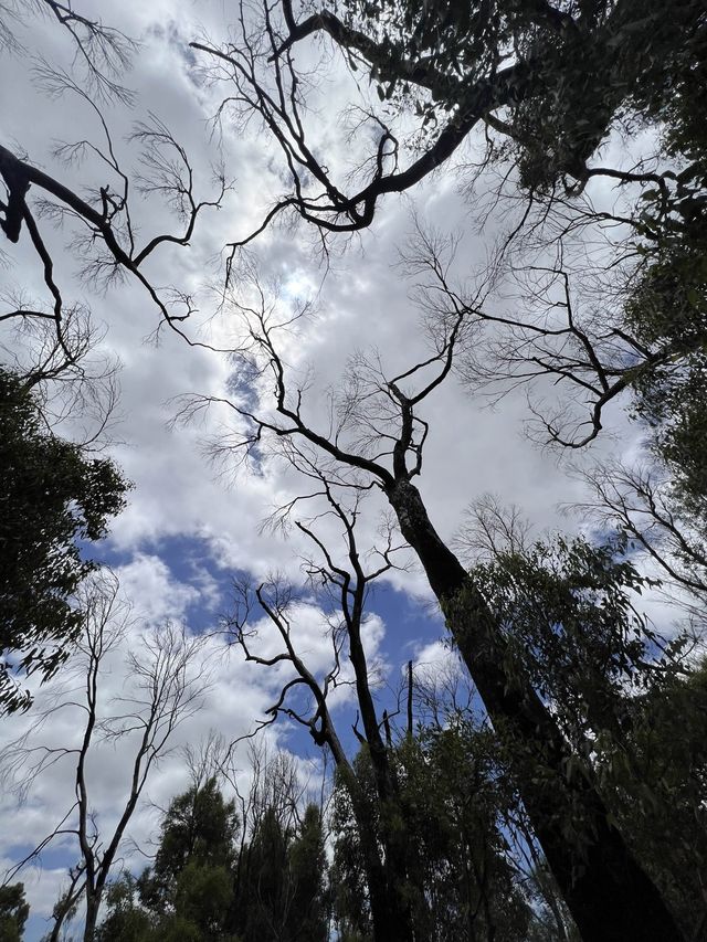 Trees and Twigs @ Yanchep National Park! 🫣🤩