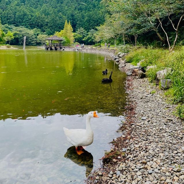 ［宜蘭］明池森林遊樂區 / 放鬆身心靈好去處