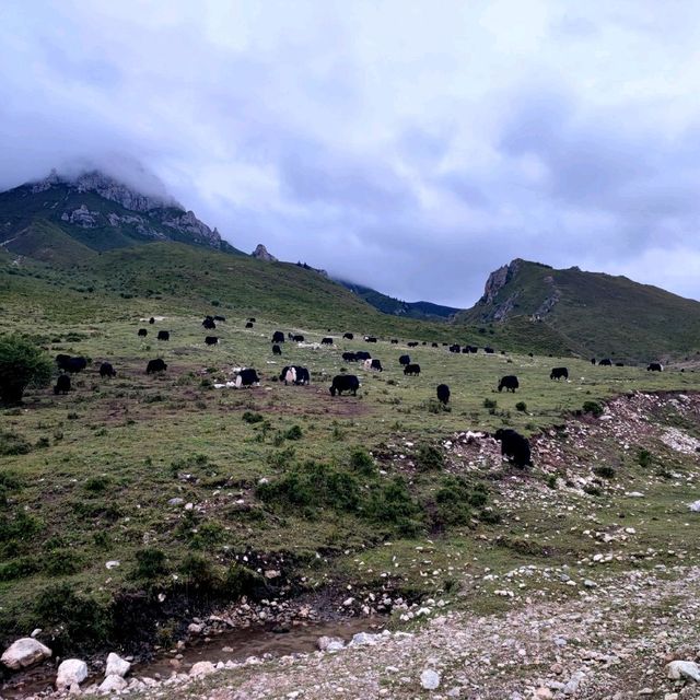 Langmusi, a slice of Tibetan life