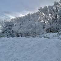 겨울왕국 제주, 한라산 1100고지❄️