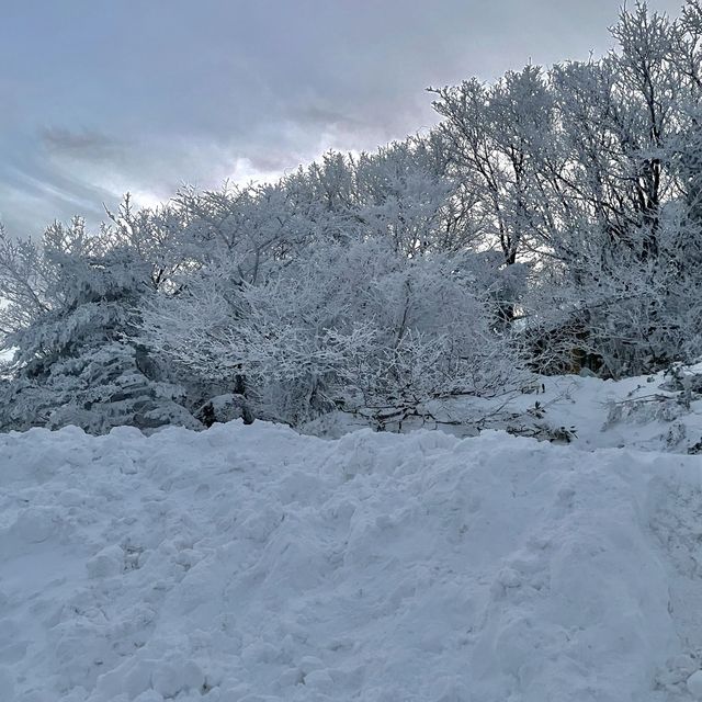 겨울왕국 제주, 한라산 1100고지❄️