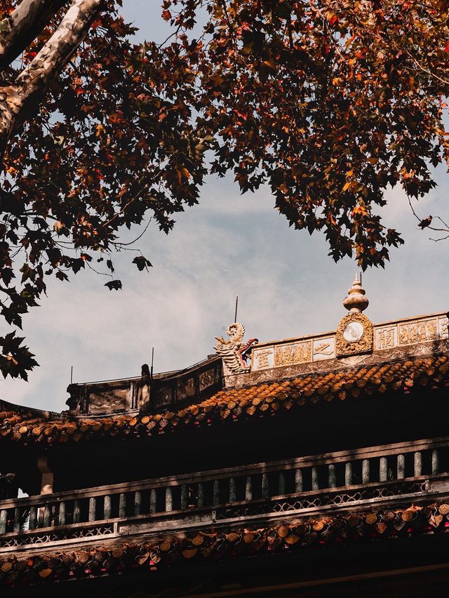 Fall for Maple Trees on Gushan Road 🍁✨