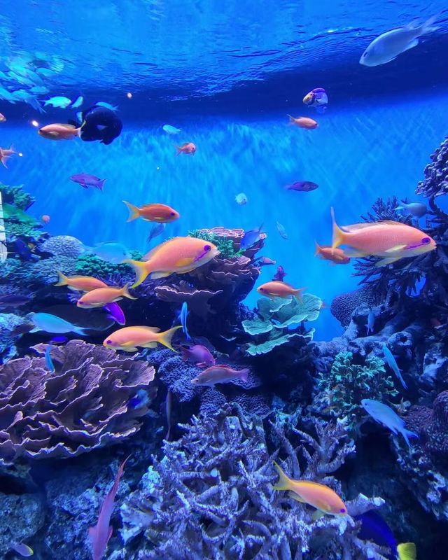 If you travel to the United States, you must visit the Monterey Bay Aquarium.
