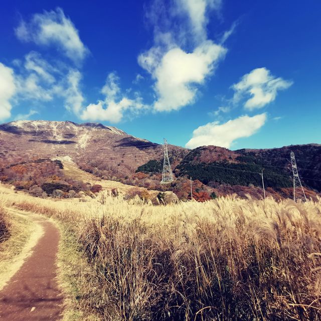 Japan free travel, hike up Mount Ibuki, autumn leaves and miscanthus are equally beautiful.