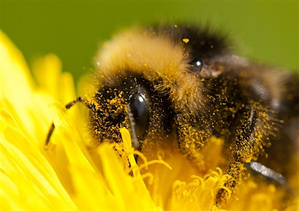 Wild Walks: Bee walk with Hawk (ELC 2816) | Lackford Lakes Nature Reserve