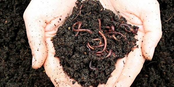 Composting with worms | The Table Community Food Centre