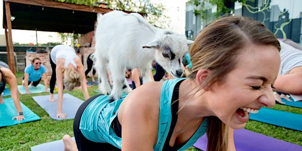 Night Time BABY Goat Yoga @ Paradigm Gardens SMALL CLASS SIZE | Paradigm Gardens