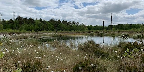 Chartley Moss Summer walk | Chartley Moss National Nature Reserve