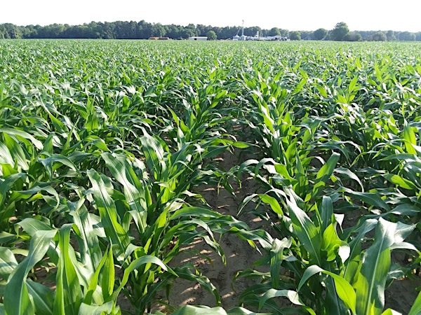 2025 Northeast Ag Expo Summer Field Day | 1375 Salem Church Rd