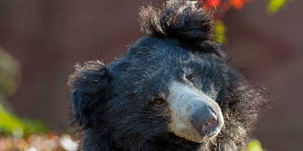 Tea and Talks: Sloth Bear and Binturong | Edinburgh Zoo
