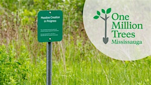 One Million Trees Wildflower Plug Planting Event at Jack Darling Park | Jack Darling Memorial Park