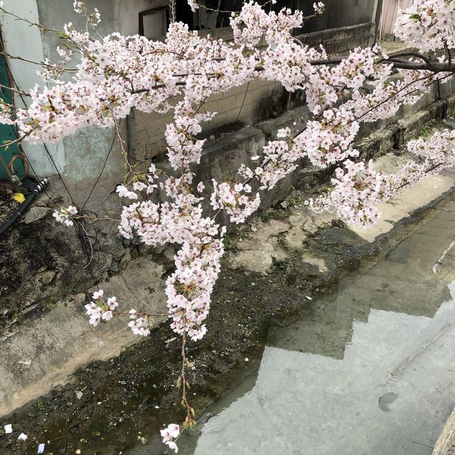 벚꽃이 가득, 100년 벚꽃