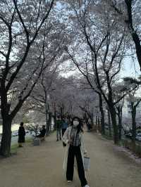 [대구] 벚꽃 명소 아양교 기찻길 🚞🌸🌸💗