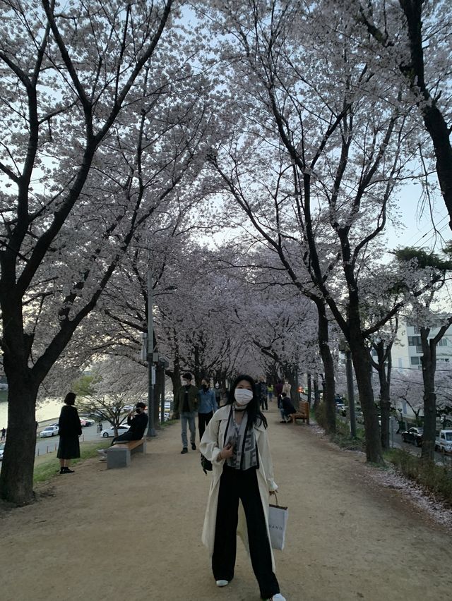 [대구] 벚꽃 명소 아양교 기찻길 🚞🌸🌸💗